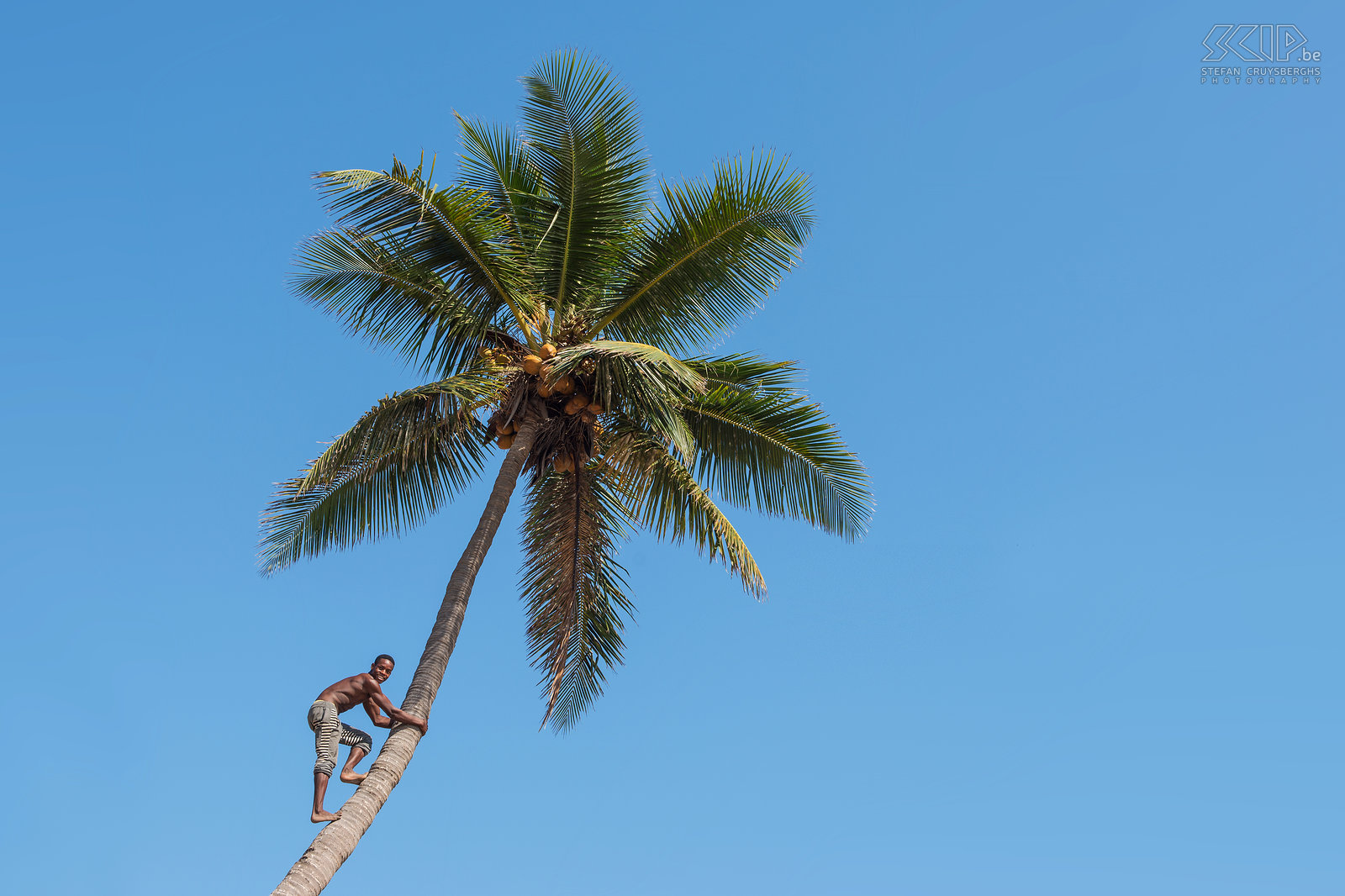 Morondava - Betania Palmtrees with coconuts in Betania, a small fishing village of the Vezo people. Stefan Cruysberghs